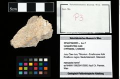 Foto (Objekt + Etikett) von Cengodromites ovale  (NHMW-GEO-2014-0194-0003)
